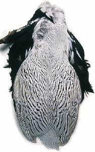 faisan argente (silver pheasant) : peau complete sans queue