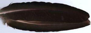 paon noir : paire de plumes (quills) d'aile de paon noir