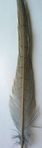 plume de queue de faisan (ringneck) : plume centrale de queue teintée