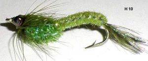 larve de libellule tissée (nymphe)