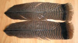 dindon : paire de plumes de queue "marbré bout cannelle"