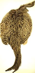 peau de faisane complete avec ailes et queue