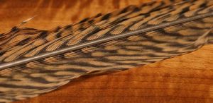 plume de queue de faisan dore (plume centrale, entiere)