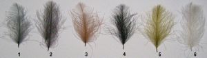 plume de cul d'oie (cdo)