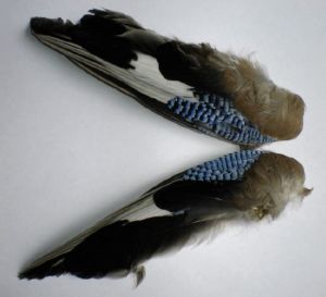 geai : paire d'ailes de geai