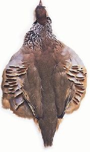 perdrix rouge : peau complete avec ailes et queue