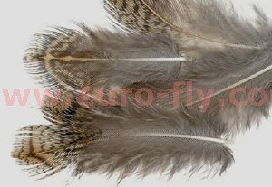 perdrix grise : plumes de flanc naturelles