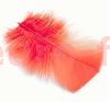 ibis : plumes de corps en substitut d'ibis