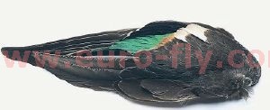 sarcelle (teal duck) : paire d'ailes