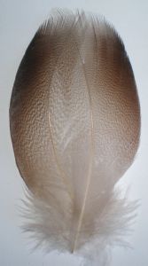 canard colvert (mallard) plumes d'épaule bronze