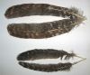 dinde mottelee : paire de plumes d'aile (quill)