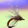 nymphe Candy gold (nymphe bille)