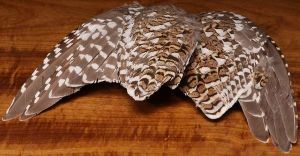 sharptail (tetras a queue fine) : paire d'ailes