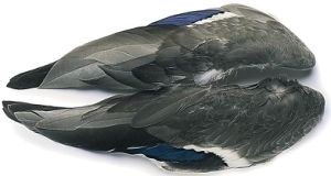 canard colvert (mallard) : paire d'ailes