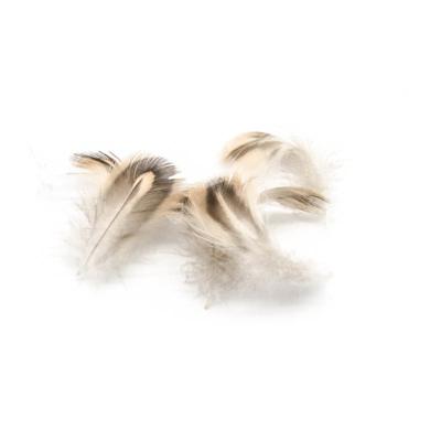 cane colvert (mallard) plumes de poitrail