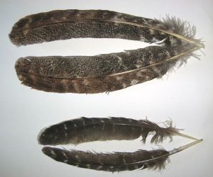 dinde mottelee : paire de plumes d'aile (quill)