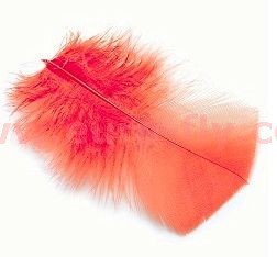 ibis : plumes de corps en substitut d'ibis