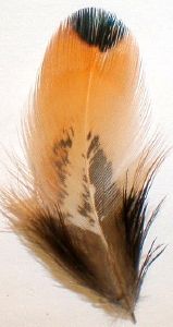 faisan : plumes dorees de flanc de faisan