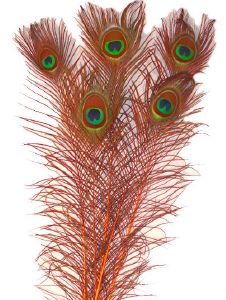 paon : oeil de paon teinté avec herls