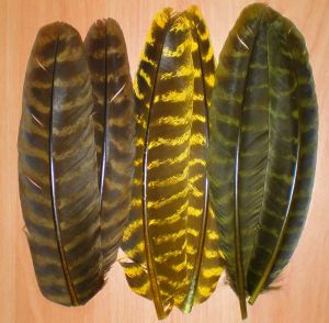 dindon : paire de plumes d'ailes (quills) ozark