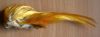 huppe complete de faisan dore (plumes jaunes de crete)