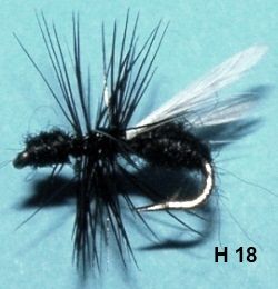 fourmi noire ailée (mouche diverse)