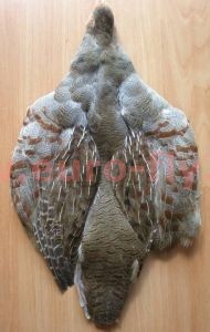 perdrix grise : peau complète avec ailes et queue