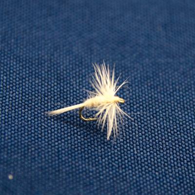 moucheron manne blanche (mouche seche)