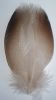 canard colvert (mallard) plumes d'épaule bronze