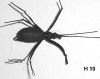 coleoptere realiste en mousse noire (mouche diverse)