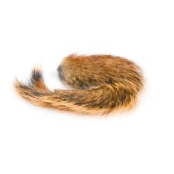 écureuil : queue pine naturelle
