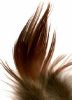 plume de faisan commun (ringneck) : plumes brunes de croupe