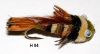 chabot (sculpin) flottant chevreuil multicolore (mouche à black-bass)