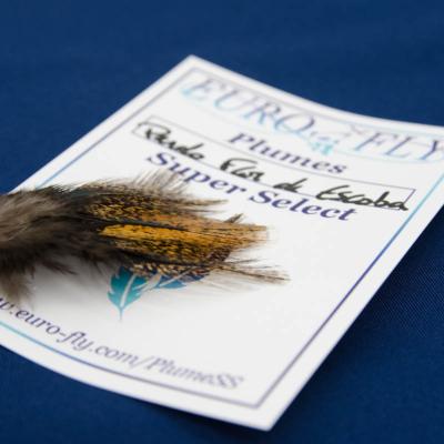 plumes de coq du Leon Pardo flor de escoba Super Select 