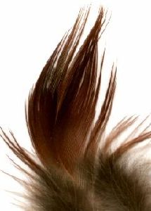 plume de faisan commun (ringneck) : plumes brunes de croupe