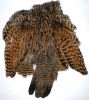 perdrix noire femelle : peau entière