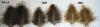 cul de canard cdc super select Devaux 50 plumes
