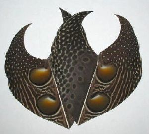 faisan Argus géant (argus pheasant) : portion de plume d'aile secondaire