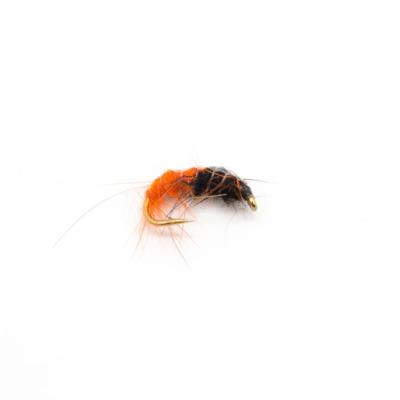 Procter grub orange (nymphe)