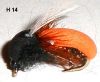 coleoptere orange en mousse (mouche diverse)