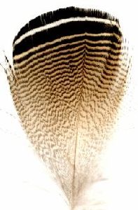 canard carolin (woodduck) paire de plumes blanches barrées noir