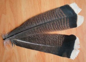 dindon : paire de plumes de queue "marbré bout blanc"