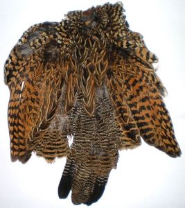 perdrix noire femelle : peau entière