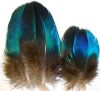 plumes de paon saphir