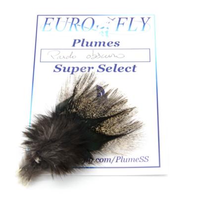 plumes de coq du Leon Pardo obscuro Super Select