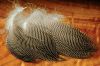 gadwall (canard chipeau) : plumes naturelles de flanc