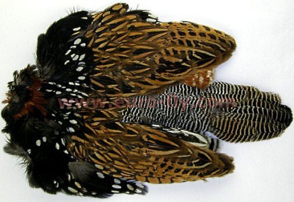 perdrix noire mâle : peau entière