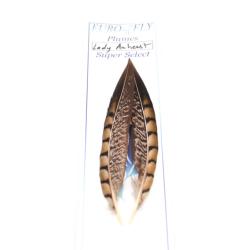 Plumes bronzes de queue de faisan lady Amherst Super Select