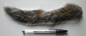 écureuil : queue naturelle grise