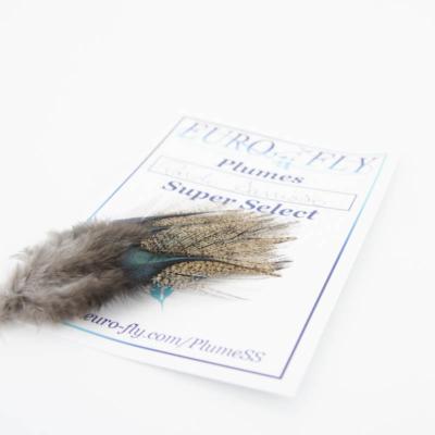plumes de coq du Leon Pardo sarrioso Super Select 